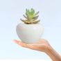 Khurja pottery Indoor Pot Apple Shape White Colour Medium Size 4 Inches