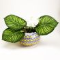Khurja Pottery Outdoor Pot Apple Shape Yellow Colour Big Size 6 Inches || Saras Aajeevika